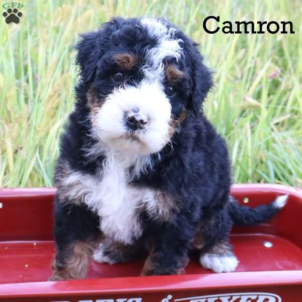 Camron, Bernedoodle Puppy